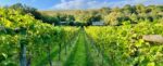 Little Waddon Col Fondo ‘Rosa’ Sparkling Pink 2022 (6 Bottles) Waddon, Dorset, England - Image 3