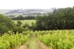 Little Waddon Col Fondo ‘Rosa’ Sparkling Pink 2022 (6 Bottles) Waddon, Dorset, England - Image 6