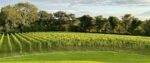 Marlings A Polite White Blend (6 Bottles) Lymington, Hampshire, England - Image 3