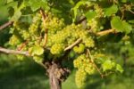 Marlings A Polite White Blend (6 Bottles) Lymington, Hampshire, England - Image 5