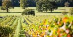 Marlings A Polite White Blend (6 Bottles) Lymington, Hampshire, England - Image 9
