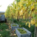 Maud Heath Marden Valley Red Blend (6 Bottles) Calne, Wiltshire, England - Image 7