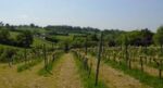 Melbury Vale Dawn (6 Bottles) Shaftesbury, Dorset, England - Image 3