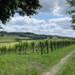 Meophams Phoenix Brut Rosé  2019 (6 Bottles) Meopham, Kent, England - Image 3