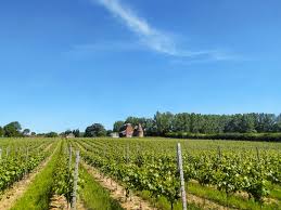 Mereworth White From White 2021 (6 Bottles) Maidstone, Kent, England - Image 7