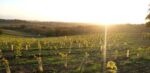 Missing Gate Sauvignon Blanc 2022 (6 Bottles) Chelmsford, Hampshire, England - Image 10