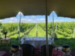 Minerva Sparkling Wine 2019 (6 bottles) Bath, Somerset, England - Image 2
