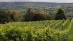 Montgomery Vineyard Rondo (6 Bottles) Montgomery, Powys, Wales - Image 3