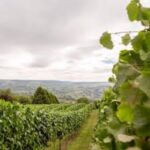 Montgomery Vineyard Rondo (6 Bottles) Montgomery, Powys, Wales - Image 5