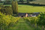 Montgomery Vineyard Rondo (6 Bottles) Montgomery, Powys, Wales - Image 8