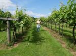 Montgomery Vineyard Rondo (6 Bottles) Montgomery, Powys, Wales - Image 10