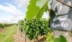 Montgomery Vineyard Rondo (6 Bottles) Montgomery, Powys, Wales - Image 7