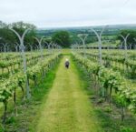 Mowbarton Estate Cuvee Pinot (6 Bottles) Mudgley, Somerset, England - Image 5