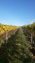 Mowbarton Estate Cuvee Pinot (6 Bottles) Mudgley, Somerset, England - Image 6