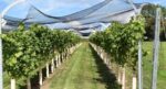 Mowbarton Estate Cuvee Pinot (6 Bottles) Mudgley, Somerset, England - Image 7