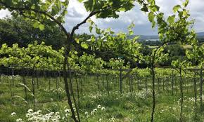 Nania's White Wine Spritz Petillant Peacock (6 Cans) Bristol, Avon, England - Image 6