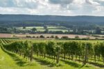 Nyetimber Multi-Vintage Classic Cuvee (6 Bottles) West Chiltington, West Sussex, England - Image 6