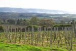 Nyetimber Multi-Vintage Classic Cuvee (6 Bottles) West Chiltington, West Sussex, England - Image 9