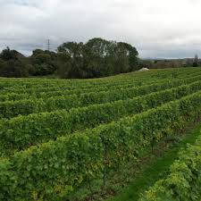 Pattingham Sparkling White Wine 2021 (6 Bottles) Pattingham, Staffordshire, England - Image 4