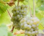 Plumpton Estate Rock Lodge White (6 Bottles) Plumpton, East Sussex, England - Image 9