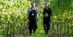Raimes Demi-Sec 2017 (6 Bottles) Alresford, Hampshire, England - Image 3