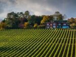 Raimes Demi-Sec 2017 (6 Bottles) Alresford, Hampshire, England - Image 5