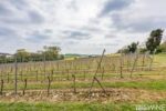 Raimes Demi-Sec 2017 (6 Bottles) Alresford, Hampshire, England - Image 8