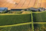 Rathfinny Blanc de Noirs 2019 (6 Bottles) Polegate, East Sussex, England - Image 3