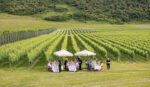Rathfinny Blanc de Noirs 2019 (6 Bottles) Polegate, East Sussex, England - Image 6