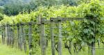 Rathfinny Blanc de Noirs 2019 (6 Bottles) Polegate, East Sussex, England - Image 9