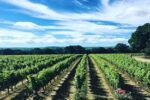 Ridgeview Sparkling Red Reserve (6 Bottles) Ditchling Common, East Sussex, England - Image 3