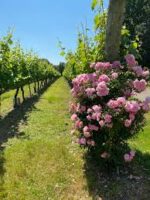 Ridgeview Sparkling Red Reserve (6 Bottles) Ditchling Common, East Sussex, England - Image 6