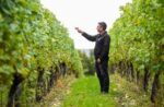 Ridgeview Sparkling Red Reserve (6 Bottles) Ditchling Common, East Sussex, England - Image 8