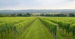 Roebuck Classic Cuvée 2018 (6 Bottles) Petworth, West Sussex, England - Image 3