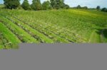 Sherborne Castle Special Reserve 2017 (6 Bottles) Sherborne, Dorset, England - Image 3
