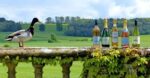 Sherborne Castle Special Reserve 2017 (6 Bottles) Sherborne, Dorset, England - Image 7