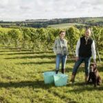Simpsons Flint Fields Blanc de Noirs 2020 (6 Bottles) Canterbury, Kent, England - Image 6