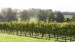 Simpsons Flint Fields Blanc de Noirs 2020 (6 Bottles) Canterbury, Kent, England - Image 4