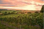 Smith and Evans Trilogy One Multi Vintage (6 Bottles) Langport, Somerset, England - Image 3