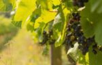 Terlingham Bacchus 2023 (6 Bottles) Hawkinge, Kent, England - Image 9