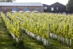 Tillingham Wines Pinot Blanc 2023 (6 Bottles) Peasmarch, East Sussex, England - Image 8