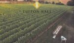 Tuffon Hall Pinot Gris 2023 (6 Bottles) Halstead, Essex, England - Image 2