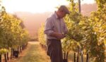 Tuffon Hall Pinot Gris 2023 (6 Bottles) Halstead, Essex, England - Image 7