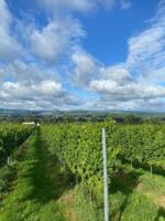 Vale Vineyard Sparkling White 2021 (6 Bottles) Llandyrnog, Denbigh, Wales - Image 3