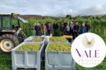 Vale Vineyard Sparkling White 2021 (6 Bottles) Llandyrnog, Denbigh, Wales - Image 5