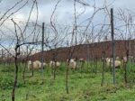 Vale Vineyard Sparkling White 2021 (6 Bottles) Llandyrnog, Denbigh, Wales - Image 7