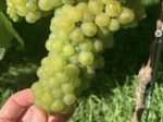 Vale Vineyard Sparkling White 2021 (6 Bottles) Llandyrnog, Denbigh, Wales - Image 8