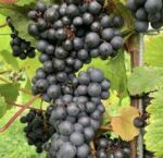 Vale Vineyard Sparkling White 2021 (6 Bottles) Llandyrnog, Denbigh, Wales - Image 9