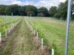 Wayfarer Pilgrims Way Pinot Gris 2023 (6 Bottles) Woodchurch, Kent, England - Image 7