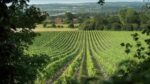 Wayfarer Pilgrims Way Pinot Gris 2023 (6 Bottles) Woodchurch, Kent, England - Image 5